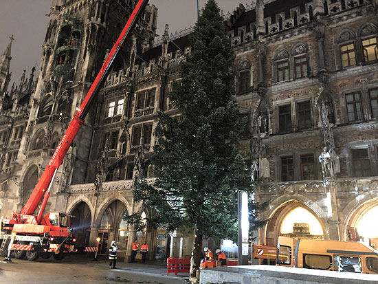 Um 6 Uhr begann man mit der Aufstellung des Christbaums auf dem Marienplatz (©Foto: Martin Schmitz)
